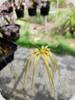 Bulbophyllum Lion King